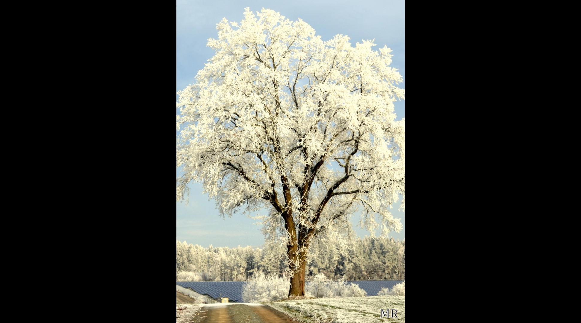 Wintertraum