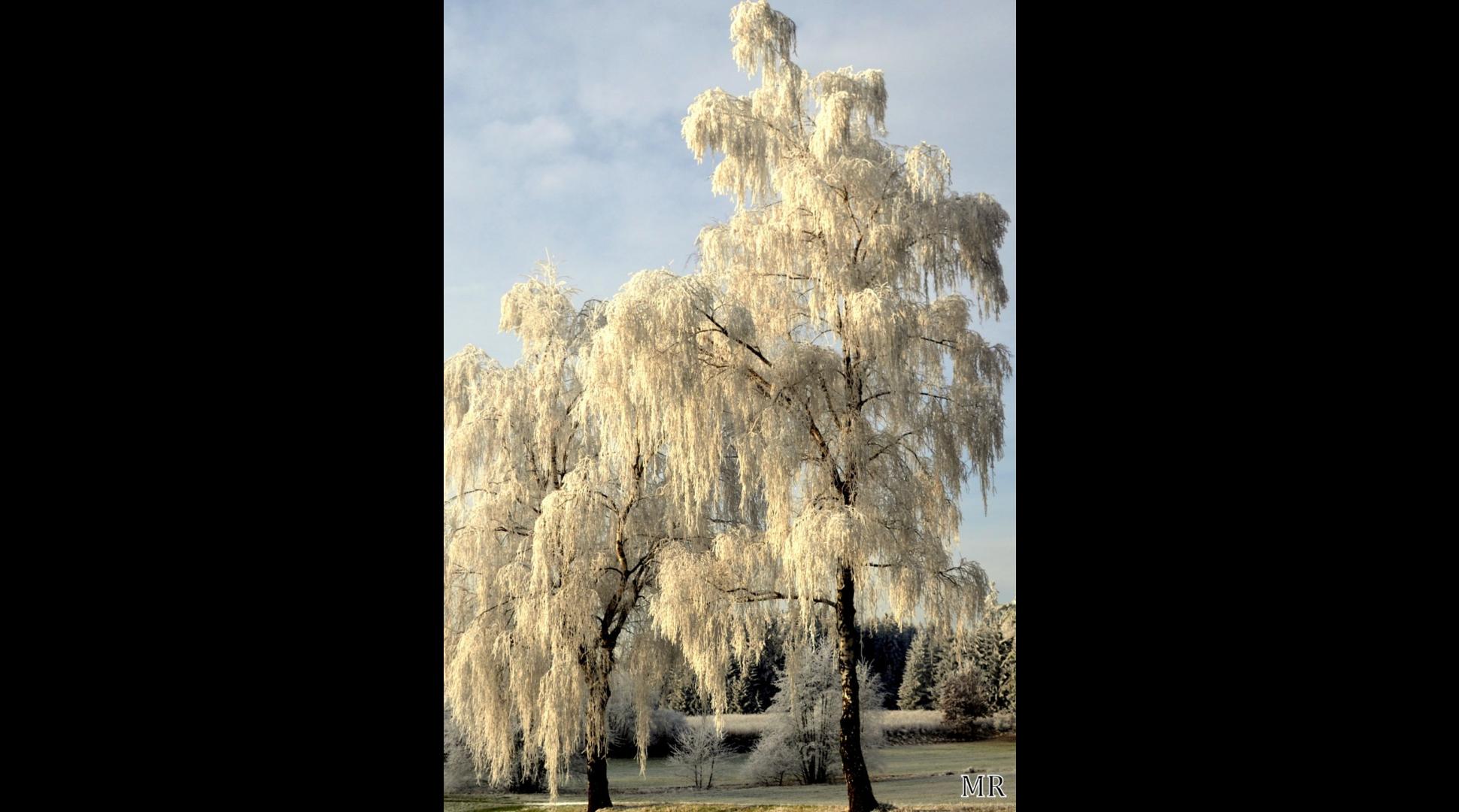 Wintertraum