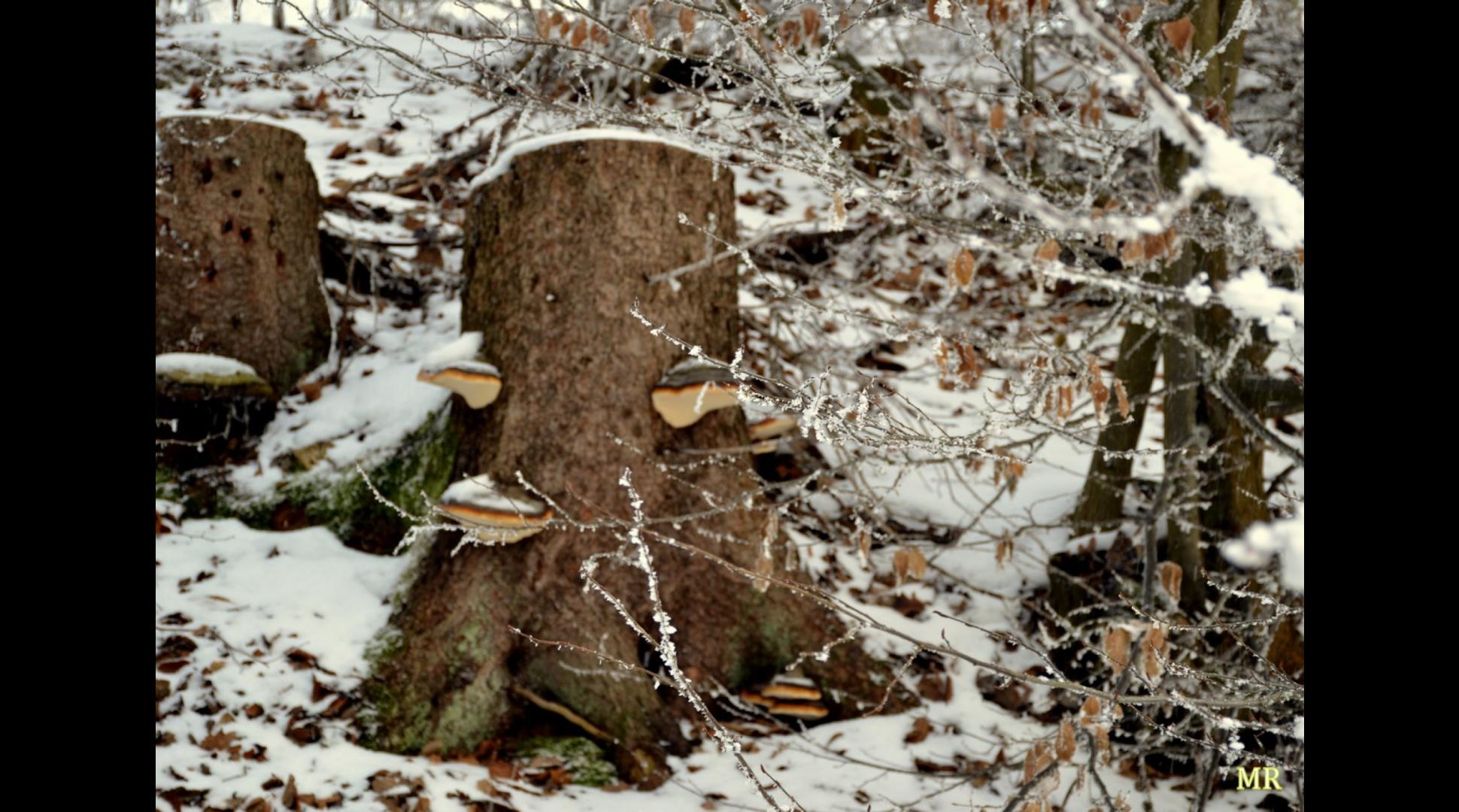 Wintertraum